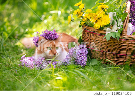A cute red and white cat lies on the grass near a basket with dandelions and lilac flowers A cute red and white cat lies on the grass near a basket with dandelions and lilac flowers 119024109
