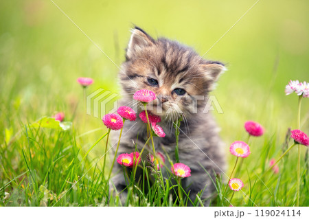 Little kitten sitting on the grass with flowers in the  summer garden 119024114
