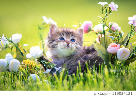 Little kitten sitting on the grass with flowers in the summer garden 119024121