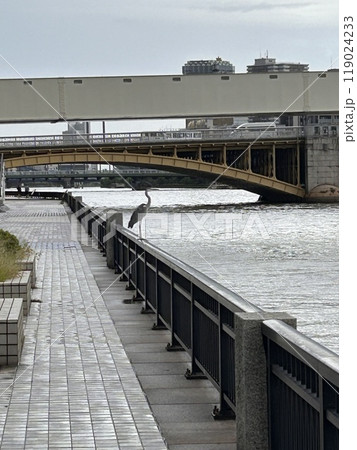 隅田川沿いの浅草付近にいたアオサギ 119024233