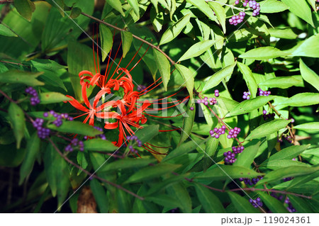 秋、彼岸花と紫式部 119024361