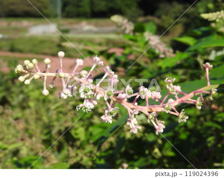 ヨウシュヤマゴボウの花 119024396