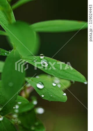 雨上がりの野草 雨上がりの野草 119024443
