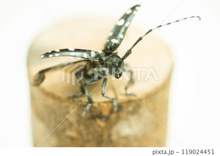 飛び立つゴマダラカミキリ 119024451