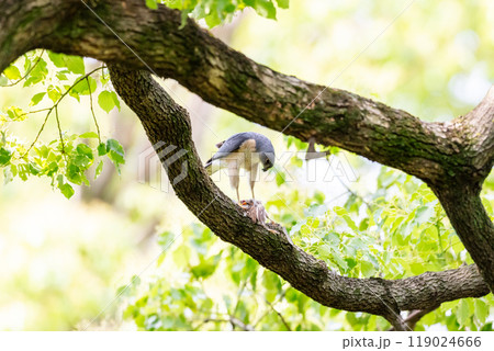 【ツミ】獲物を食べるツミのオス 119024666