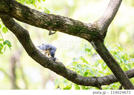 【ツミ】獲物を食べるツミのオス 119024673