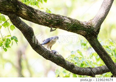 【ツミ】獲物を食べるツミのオス 119024674