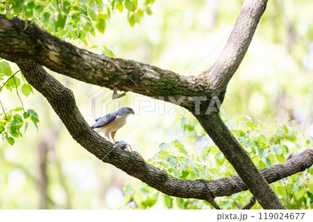 【ツミ】獲物を食べるツミのオス 119024677