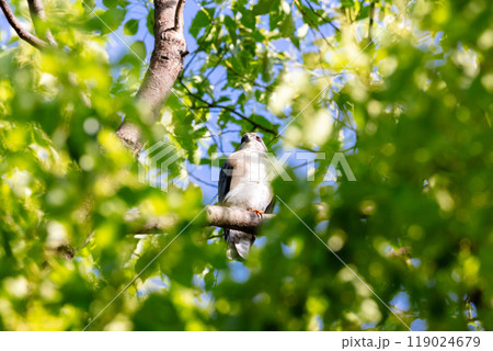 【ツミ】木の枝で休むツミのオス 119024679