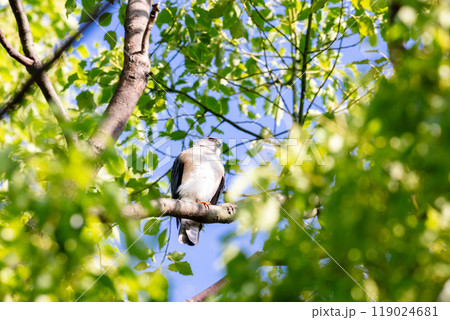 【ツミ】木の枝で休むツミのオス 119024681