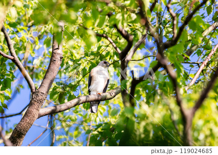 【ツミ】木の枝で休むツミのオス 119024685