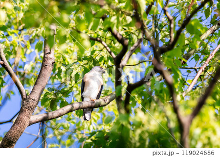 【ツミ】木の枝で休むツミのオス 119024686