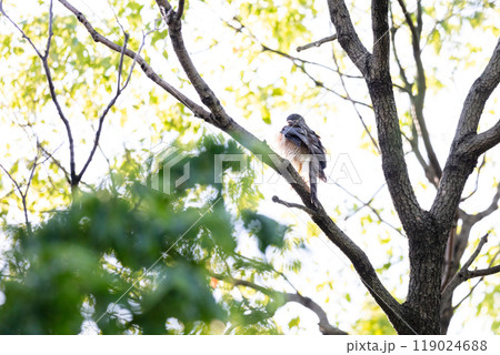 【ツミ】木の枝で休むツミのメス 【ツミ】木の枝で休むツミのメス 119024688