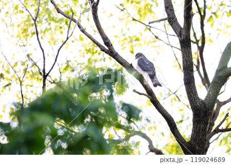 【ツミ】木の枝で休むツミのメス 119024689