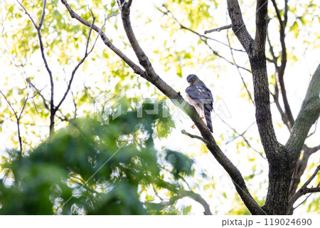 【ツミ】木の枝で休むツミのメス 119024690