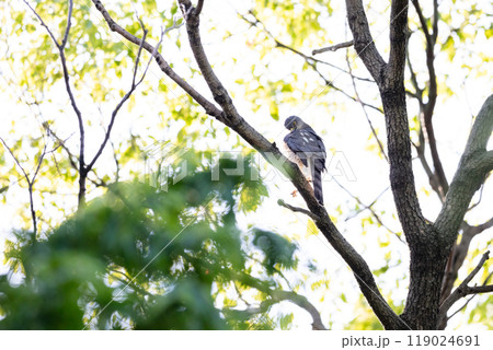 【ツミ】木の枝で休むツミのメス 【ツミ】木の枝で休むツミのメス 119024691