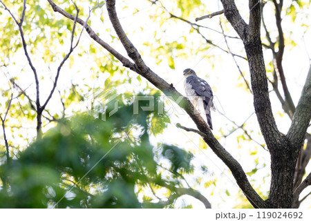 【ツミ】木の枝で休むツミのメス 【ツミ】木の枝で休むツミのメス 119024692