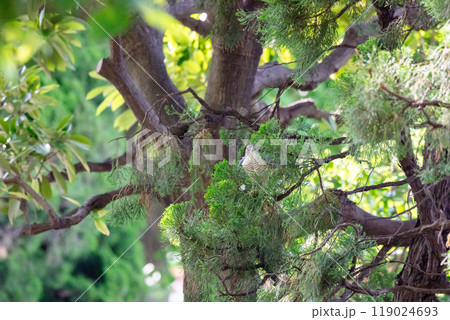 【ツミ】木の枝に隠れるツミのメス 119024693