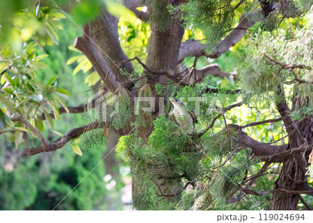 【ツミ】木の枝に隠れるツミのメス 119024694