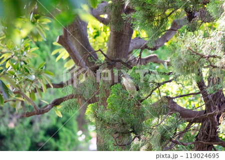 【ツミ】木の枝に隠れるツミのメス 119024695
