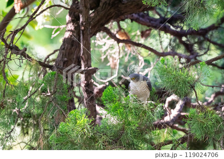 【ツミ】木の枝で様子を見るツミのメス 【ツミ】木の枝で様子を見るツミのメス 119024706