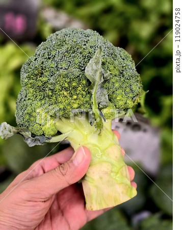 Healthy green organic raw broccoli vegetable. Fresh broccoli in supermarket. 119024758