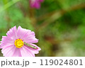 ヨトウムシ(芋虫)とコスモス 119024801