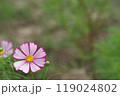 コスモス　アカツキ　ピンク 119024802