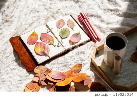 Autumn leaves arranged in notebook. Nature journaling and fall concept. Autumn leaves arranged in notebook. Nature journaling and fall concept. 119025014
