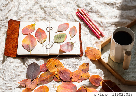 Autumn leaves arranged in notebook. Nature journaling and fall concept. 119025015