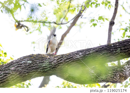 【ツミ】獲物を捕獲したツミのオス 119025174