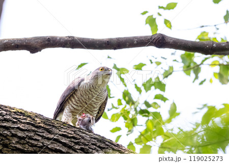 【ツミ】獲物を食べるツミのメス 119025273