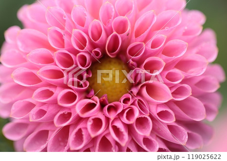 きれいな薄桃色のダリアの花のクローズアップ 119025622