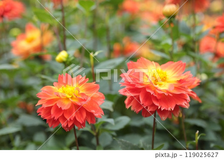 二色のダリアの花が綺麗に咲きました 二色のダリアの花が綺麗に咲きました 119025627