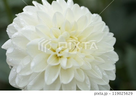 白いダリアの花も綺麗に咲いています 白いダリアの花も綺麗に咲いています 119025629