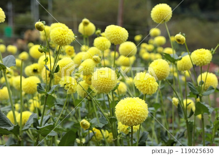 黄色いダリアの花がたくさん咲きました 119025630