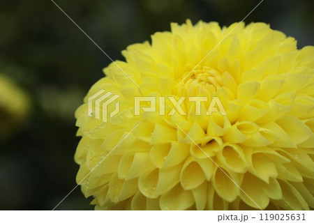 黄色いダリアの花のクローズアップ 黄色いダリアの花のクローズアップ 119025631