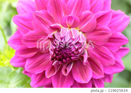 桃色のダリアの花が咲きました 桃色のダリアの花が咲きました 119025634