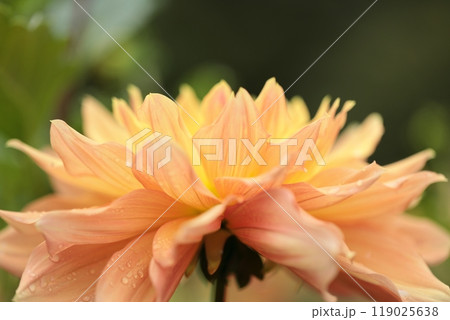 オレンジ色のダリアの花が咲いています 119025638