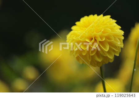 黄色い花びらのダリアが美しく咲いています 119025643