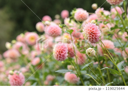 ピンクの沢山のダリアが咲いています ピンクの沢山のダリアが咲いています 119025644