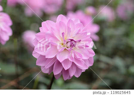 ピンクに咲いたダリアの花が綺麗です ピンクに咲いたダリアの花が綺麗です 119025645