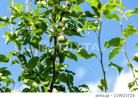 Apple on a Tree Branch Apple on a Tree Branch 119025728