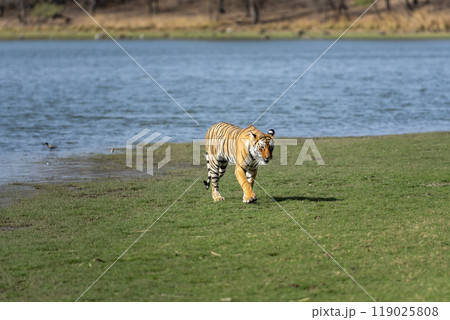 wild female bengal tiger or tigress or panthera tigris guarding or patrolling her territory near blue water lake on green grass in safari at ranthambore national park forest reserve rajasthan india 119025808