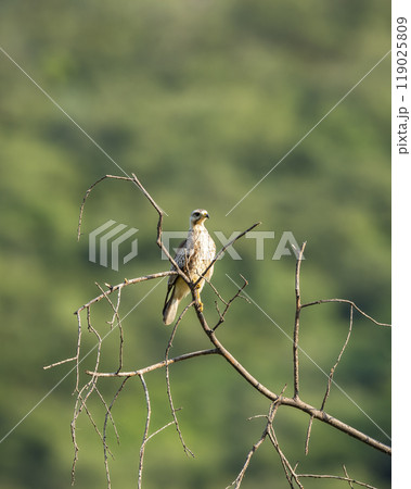 White eyed buzzard or Butastur teesa bird of prey perched in natural scenic green background in winter season migration at jim corbett national park forest tiger reserve uttarakhand india asia 119025809