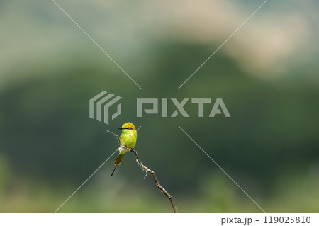 Green bee eater or Merops orientalis bird perched on branch in natural green background in safari at keoladeo national park forest or bharatpur bird sanctuary rajasthan india asia 119025810