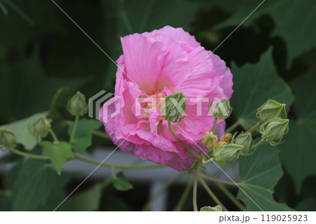 秋の公園に咲くスイフヨウ（酔芙蓉）のピンク色の八重咲の花 119025923