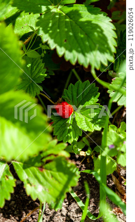 Ripe Wild Strawberry on Branch Ripe Wild Strawberry on Branch 119026054