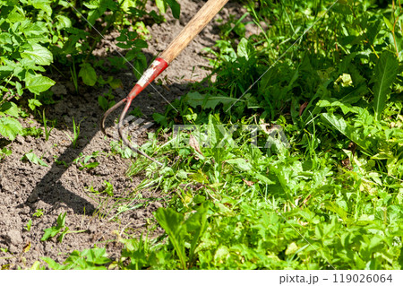 Farmer Weeding with Hoe on Rural Farm 119026064