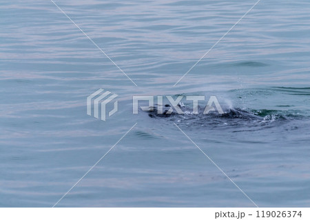 Whale surfacing in Walvis Bay Whale surfacing in Walvis Bay 119026374